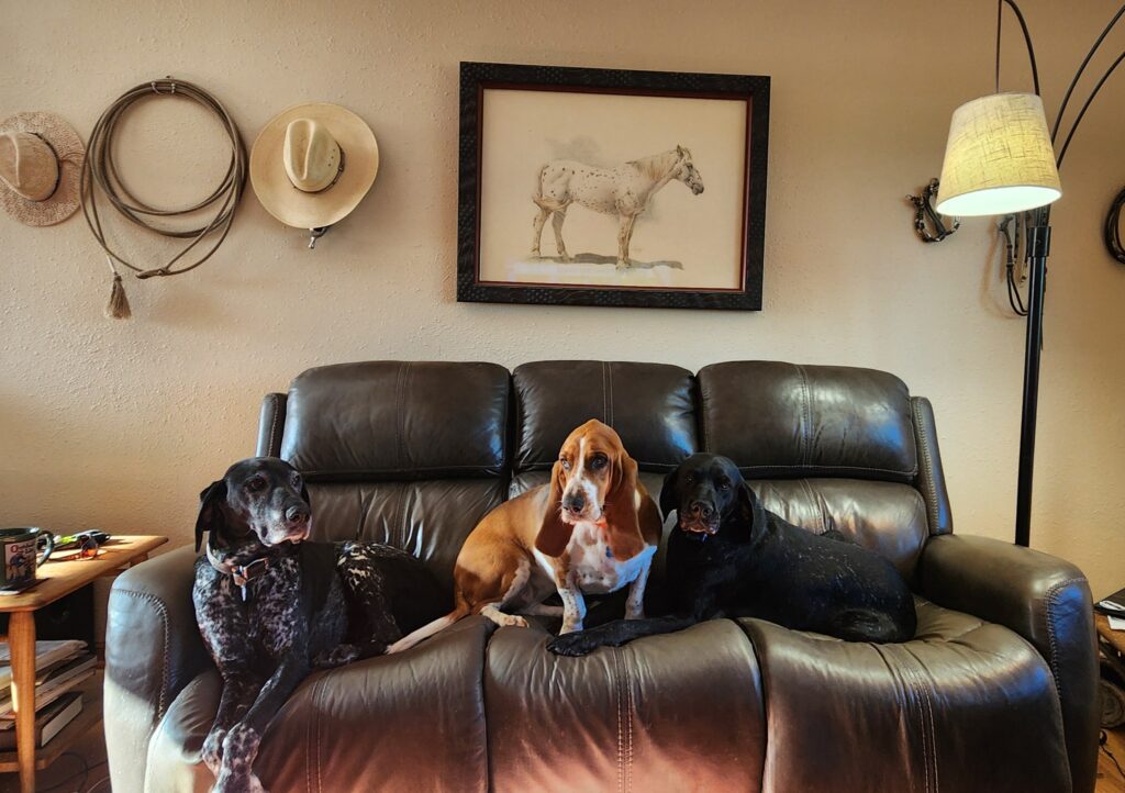 Dogs