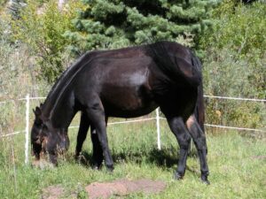 Mules Elk Hunting Electric Fence