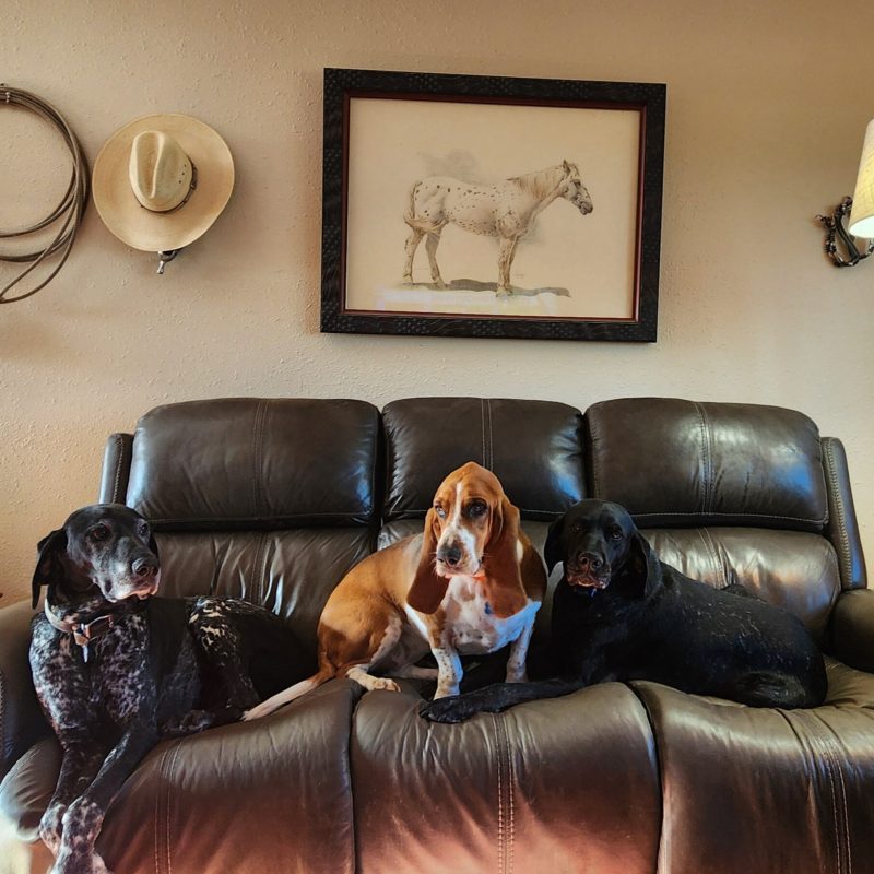 Dogs