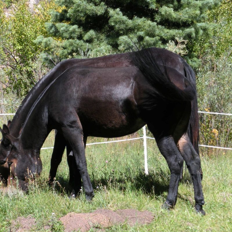 Mules Elk Hunting Electric Fence
